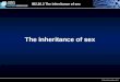 IB2.26.3 The inheritance of sex © Oxford University Press 2011 The inheritance of sex