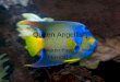 Queen Angelfish Aaron Papa PERIOD 5. SCIENTIFIC CLASSIFICATION COMMON NAME: Queen Angelfish KINGDOM:…