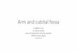 Arm and cubital fossa