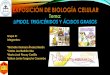 Exposición de biología: Lipidos, Grasa y Triglicéridos (Primer Semestre CCQQ UNIVERSIDAD DE GUAYAQUIL)