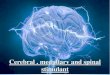 CNS  stimulant(Cerebral , medulla and spinal cord stimulant)