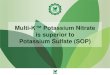 Multi-K™ Potassium Nitrate is superior to Potassium ... · PDF fileMulti-K™ vs. SOP Summary Multi-K potassium nitrate SOP One macro nutrient - K One secondary nutrient - S Typical