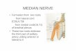 MEDIAN NERVE - Government Medical College and … lectures/Anatomy/UL-median nerve.pdf · MEDIAN NERVE • Formation:from two roots from lateral cord [C(5),6,7]& from medial cord(C8,T1)
