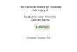 The Cellular Basis of Disease - Duke University · PDF fileThe Cellular Basis of Disease Cell Injury 3 Apoptosis and Necrosis Cellular Aging Christine Hulette MD