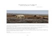 MAMMALS on Svalbard - Mammal Watchingmammalwatching.com/Palearctic/Otherreports/SL Svalbard 2015.pdf · MAMMALS on Svalbard ... offered us a humpback whale in midnight-sun Aug 25-26