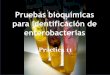 Pruebas bioquímicas de identificación de enterobacterias · PDF file•Superficie inclinada: fermentación de lactosa o sacarosa amarillo Indicador: Rojo de fenol •Profundidad: