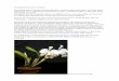 SemiHydrokultur für Orchideen - ofnds.de · PDF fileSemiHydrokultur für Orchideen Unter Hydrokultur versteht man das kultivieren von Gewächsen ohne Erde. Versuche damit sind bereits