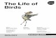 The Life of Birds Guide - s3. · PDF file• Know that scientists have cataloged numerous different orders of birds based on ... including courtship behavior ... Assessment The Life
