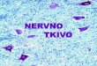 NERVNO TKIVO - Насловна 11b... · PDF fileMALI MOZAK - korteks Molekulski sloj granularni sloj Ganglijski sloj Purkinjeovi neuroni Kompleksne i mnogobrojne sinapse Purkinjeovih