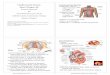 Marieb, E. N. Human Anatomy & Physiology 6th ed. San ... · PDF fileCardiovascular System: ! Heart (Chapter 20)! Lecture Materials ! for! Amy W arenda Czura, Ph.D. ! Suffolk County