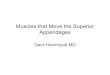 Muscles that Move the Superior Appendagessinoemedicalassociation.org/AP/sappendages.pdf · Muscles that Move the Superior Appendages Danil Hammoudi.MD. Agonist A muscle that causes