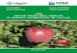 Vasile BABUC Eugeniu GUDUMAC - PEPINIERA VOINEȘTI · PDF file1250 pomi/ha) ceea ce asigură obţinerea unor producţii înalte de calita-te superioară, talia redusă a pomilor (2,2-2,5