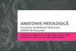 ANATOMIE PATOLOGICĂ - patholvet.ro patologica 2015.pdf · Fundamentarea cunoştinţelor de anatomie patologică generală şi specială ... note de curs, prezentări PP, site: