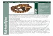 Fact Sheet – Black-headed Python - Dolittle · PDF fileFact Sheet – Black-headed Python page 1 Common Name Black headed Python BHP Scientific Name Aspidites melanocephalus Colour
