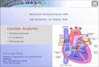 Kardiale Anatomie - campus-nes.decampus-nes.de/fileadmin/user_upload/Herzanatomie.pdf · Agenda Allgemeine Anatomie des Herzens •Herzhöhlen •Herzklappen Konventionelle Röntgenanatomie