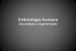 Embriologia Humana Fecundação e SegmentaçãoEMBRIOLOGIAa113432.… · Embriologia Humana Fecundação e Segmentação • 1 - Capacitação dos espermatozóides (dentro do trato