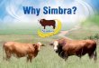 Why Simbra A5 Land - wsff. · PDF fileIt is clear that Simmentaler and Brahman were the best choices for the development of a new synthetic breed. Both have a wide gene pool,