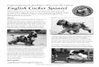 English Cocker Spaniel - American Kennel Clubcdn.akc.org/EnglishCockerSpaniel-club-flier.pdf · Congratulations on deciding to share your life with an . . . English Cocker Spaniel