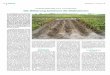 Fungizidstrategie gegen Kraut- und Knollenfäule Die ... · PDF fileAuf der unbehandelten Versuchsparzelle kam es zum Totalsausfall bei Kartoffeln durch Kraut- und Knollenfäule. 