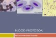 BLOOD PROTOZOA -  · PDF fileAlat gerak : flagella, ... INVERTEBRATA (KEL. LUDAH) Babesia Babesia divergens Babesia bovis. Babesia canis •Pups, young dogs are more susceptible