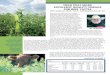FIELD PEAS MAKE EXCELLENT QUALITY FORAGE FOR …resources\744\feild-peas-make... · FIELD PEAS MAKE EXCELLENT QUALITY FORAGE FOR BEEF CATTLE Vern Anderson, Ph.D., P.A.S., and Breanne