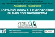 LOTTA BIOLOGICA ALLE MICOTOSSINE SU MAIS CON … Aperte Protocolli Aperti... · Le attività di Veneto Agricoltura per l’attuazione delle misure agro-ambientali PSR: Analizziamo