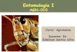 Entomologia I - PIBID Biologia-UFAL · PDF fileSistema de Classificação •Inicialmente a classificação das espécies diversidade dos organismos; •Cada espécie colocada num