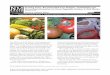 Home Vegetable Gardening in New Mexico - aces.nmsu.eduaces.nmsu.edu/pubs/_circulars/CR457B.pdf · CR457.pdf), for more information on gardening in New Mexico. Circular 457B • Page