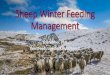 Sheep Winter Feeding Management · PDF fileSheep Management Calendar: Late Pregnancy •Ewes on traditional forage diets generally will not be able to consume enough forage to meet