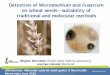 Detection of Microdochium and Fusarium - · PDF fileDetection of Microdochium and Fusarium on wheat seeds – suitability of traditional and molecular methods. Birgitte Henriksen (Kimen