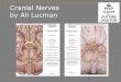 The Cranial Nerves - PLCNeTanatomy.plcnet.org/files/Lectures/English_1_2/2017/Cranial nerves... · cranial nerves. There are 12 paired ... N. buccalis ... pharynx, palatine tonsils,