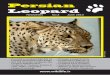Persian Leopard - Stichting · PDF fileNewsletter No.2 June 2010 Persian Leopard 3 Are the Persian Leopards the Largest Subspecies? I t has been widely cited within literatures that