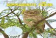 Journal of Beauty Without Cruelty India -  · PDF fileJournal of Beauty Without Cruelty - India ... physiological and behavioural ... Owls are sold mainly during