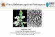 Plant defense-Xiao-low resolution - University of Maryland ... defense slide... · Plant Defense against Pathogens ... Understand and utilize the mechanism of plant ... and other