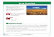 Crop Scouting - agricultural education - Hometuscolaagriculture.weebly.com/.../8/3/8/9/8389114/crop_scouting.pdf · in crop scouting. Determine the severity of the disease and the
