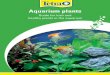 Guide for lush and healthy plants in the aquarium - Tetra/media/Downloads/Brochures_int/Plant... · Guide for lush and healthy plants in the aquarium. Bacteria ... bring aquariums