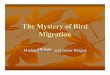 The Mystery of Bird Migration - MIT OpenCourseWare · PDF fileDefinition of Migration Migration is the predictable movement of an animal from one location and climate to another location