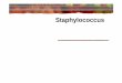 Staphylococcus - FMUPusers.med.up.pt/cc04-10/microslides/4-staphylo.pdf · Staphylococcus-“cocos em cacho”-imóveis, por vezes capsulados, não esporulados-capazes de crescer