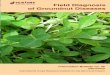 Field Diagnosis of Groundnut Diseases - OAR@ICRISAToar.icrisat.org/7190/1/IB_GroundnutDiseases-2012.pdf · Field diagnosis of groundnut diseases. Information Bulletin no. 36 (revised)
