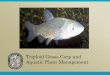 Triploid Grass Carp and Aquatic Plant  · PDF fileA Brief History Scientific Name: ... Grass carp eat fish eggs, fish, and insects (F) ... carl.greene@myfwc.com . Title: Slide 1