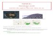 PARTIE II : Reproduction sexuée et maintien des espèces ...clg-andre-malraux-amboise.tice.ac-orleans-tours.fr/eva/sites/clg... · Reproduction sexuée et maintien des espèces dans
