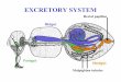 EXCRETORY SYSTEM - Faculty Support Siteinsects/pages/teachingresources/files... · EXCRETORY SYSTEM IN HUMANS AND INSECTS HUMANS INSECTS 1.Liquid system tied in with 1. System tied