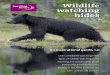 Wildlife watching hides - Rewilding Europe · PDF fileWildlife watching tourism is a priority enterprise ... Wildlife watching hides (known as ‘blinds’ in ... mainly catering for