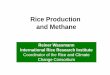 Rice Production and Methane · PDF fileRice Production and Methane ... In 1971-72, studies on the effect of CO2 enrichment ... (mg CH4 m-2 d-1) 0 10 20 30 20 40 60 80 100 120-300-200