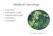 Medical mycology - WOU Homepageguralnl/gural/318fungi.pdf · Medical mycology •Overview • Pathogenic Fungi • Opportunistic fungi • Cutaneous • Intoxication Tinea pedis :