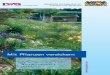 Mit Pflanzen versickern -  · PDF filePolemonium caeruleum – Blaue Jakobsleiter Rheum palmatum var. tanguticum