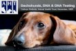 Dachshunds, DNA & DNA Testing - The Dachshund Breed  · PDF fileDachshunds, DNA & DNA Testing Cathryn Mellersh, Animal Health Trust, November, 2009