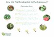 How are Plants Adapted to the Rainforest? - Marwell · PDF fileHow are Plants Adapted to the Rainforest? Curriculum Links AQA Entry Level: Unit 6 – Ecosystems: 14.4.7 – The adaptations