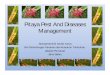 Pitaya Pest And Diseases Managemen finalt - · PDF filefruit fly on pitaya and regarded as quarantine pest for US and Canada. Thus strict quarantine requirement will be imposed on