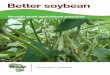 Better soybean - N2Africa N2Africa - Zimbabwe... · Soybean is a grain legume that is very ... or processed for soy milk, ... Land selection and preparation • Soybean can be grown